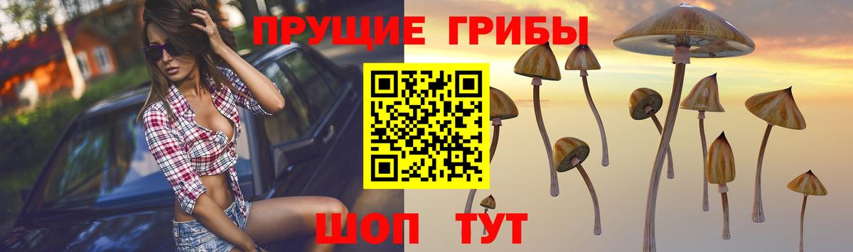 Псилоцибиновые грибы Psilocybine cubensis  Лангепас 